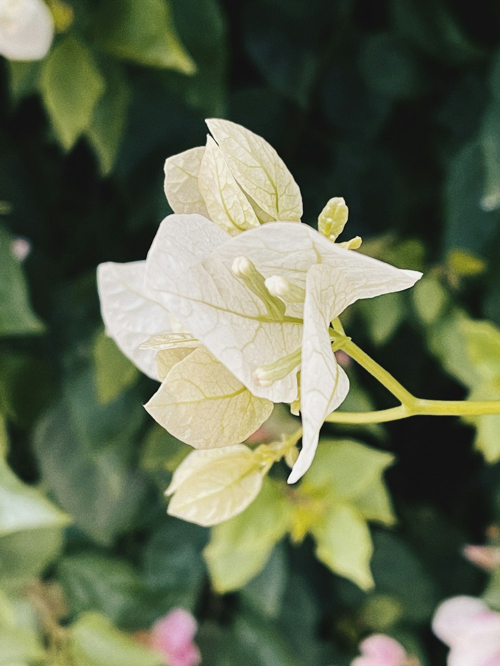 yellow flower in tilt shift lens