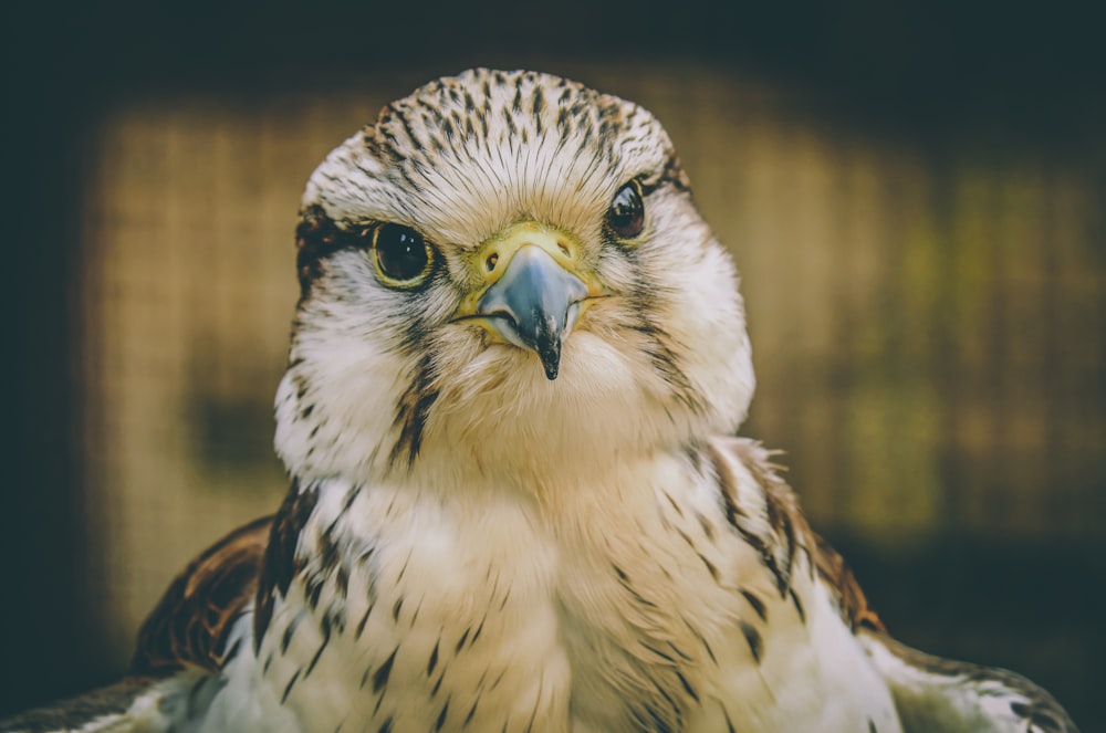 white and brown owl in close up photography