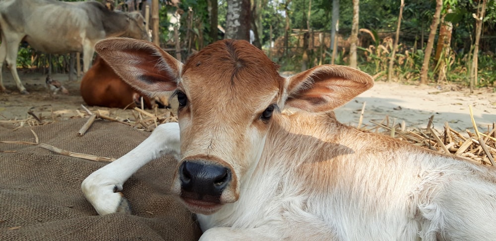 brown and white deer lying on white textile