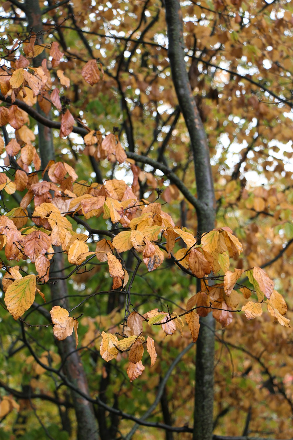 feuilles brunes sur les branches d’arbres pendant la journée
