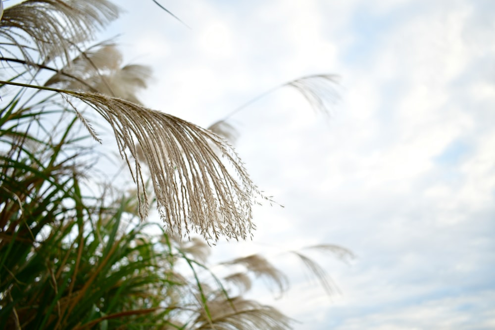 green palm tree under white clouds and blue sky during daytime