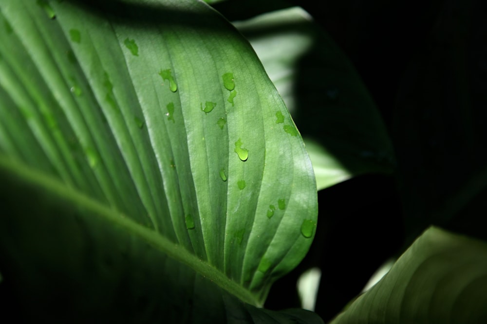 water droplets on green leaf