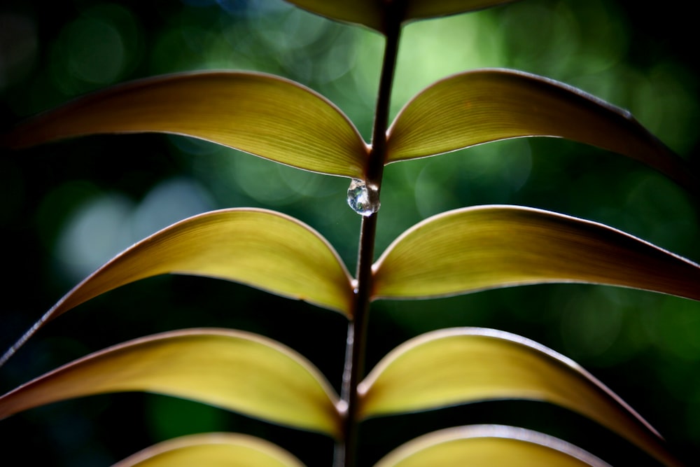 green and yellow plant leaves