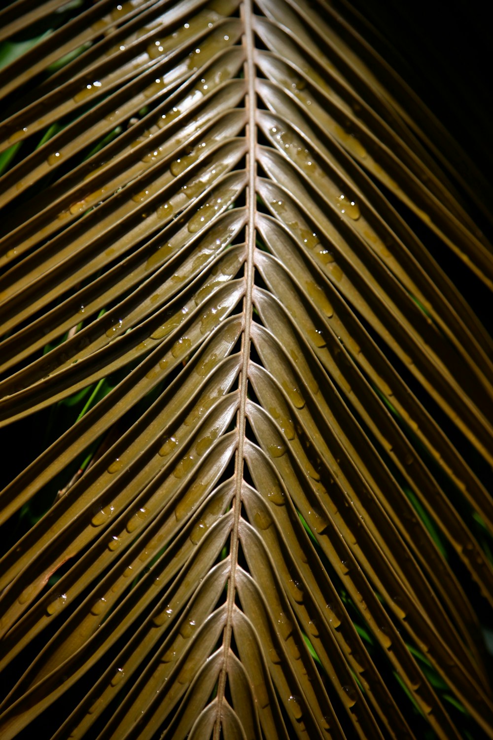 green and brown leaf plant