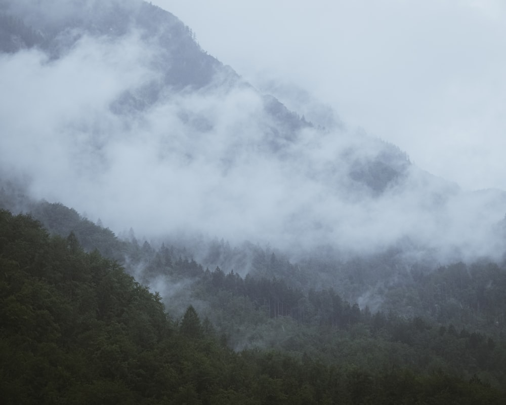 green trees on mountain during daytime