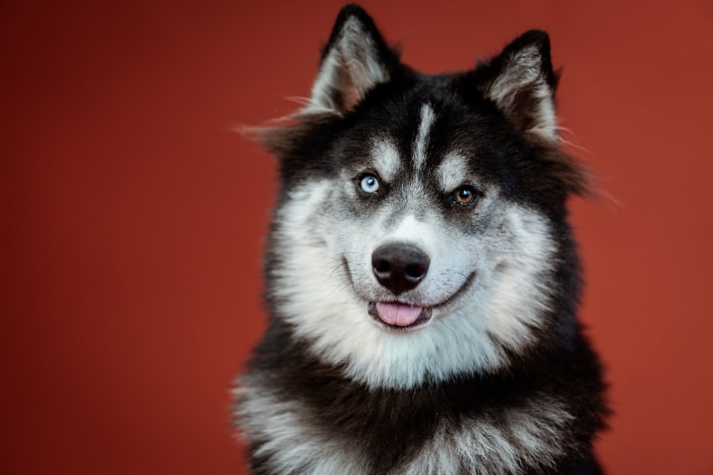 black and white siberian husky