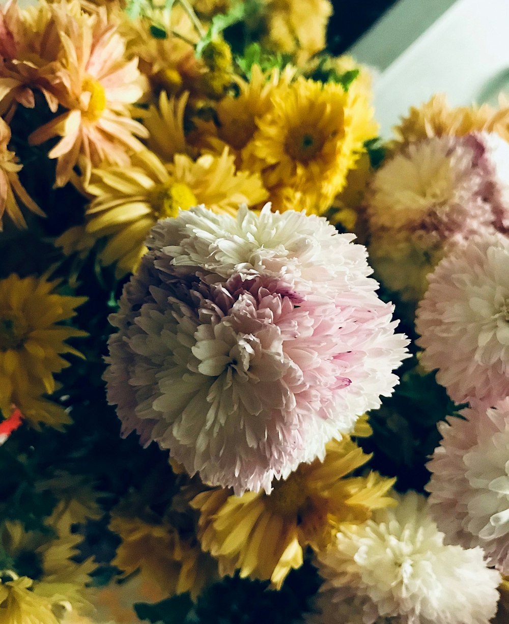 white and pink flowers in close up photography