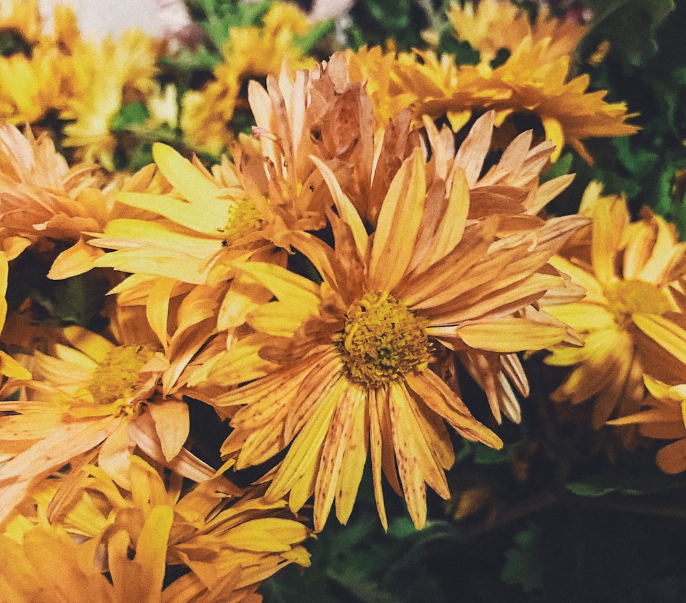 yellow flowers in tilt shift lens