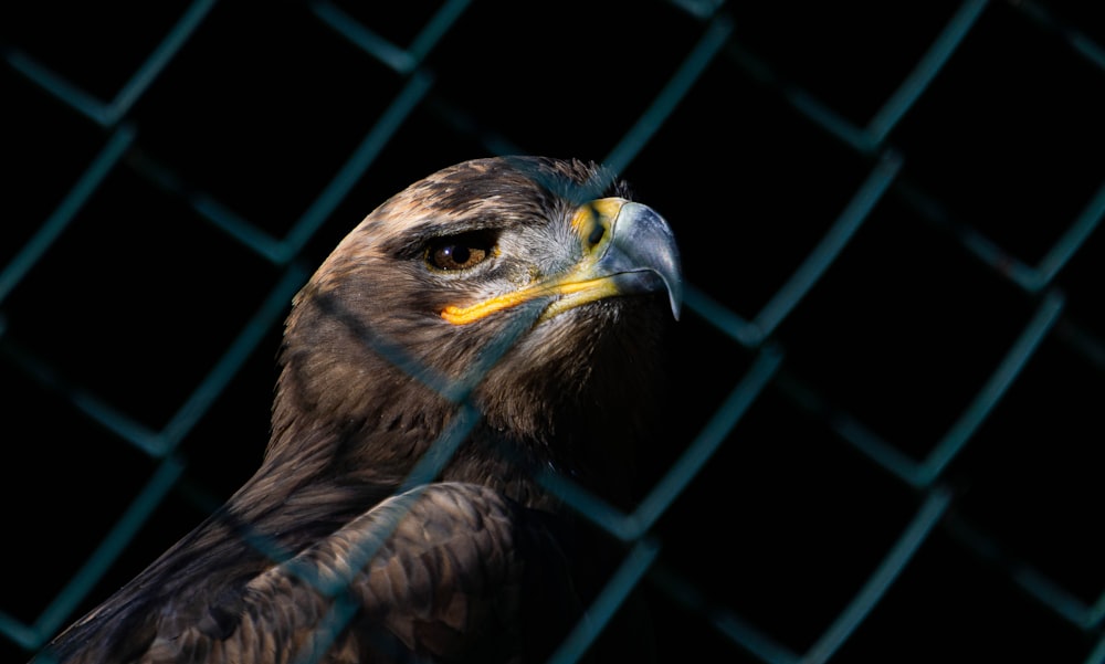brown and black eagle on cage