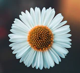 white daisy in bloom during daytime
