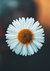 white daisy in bloom during daytime