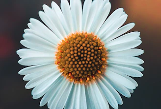 white daisy in bloom during daytime