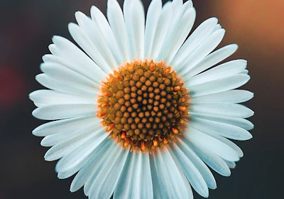 white daisy in bloom during daytime