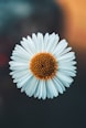 white daisy in bloom during daytime