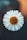 white daisy in bloom during daytime