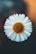 white daisy in bloom during daytime