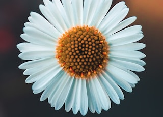 white daisy in bloom during daytime