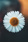 Aster