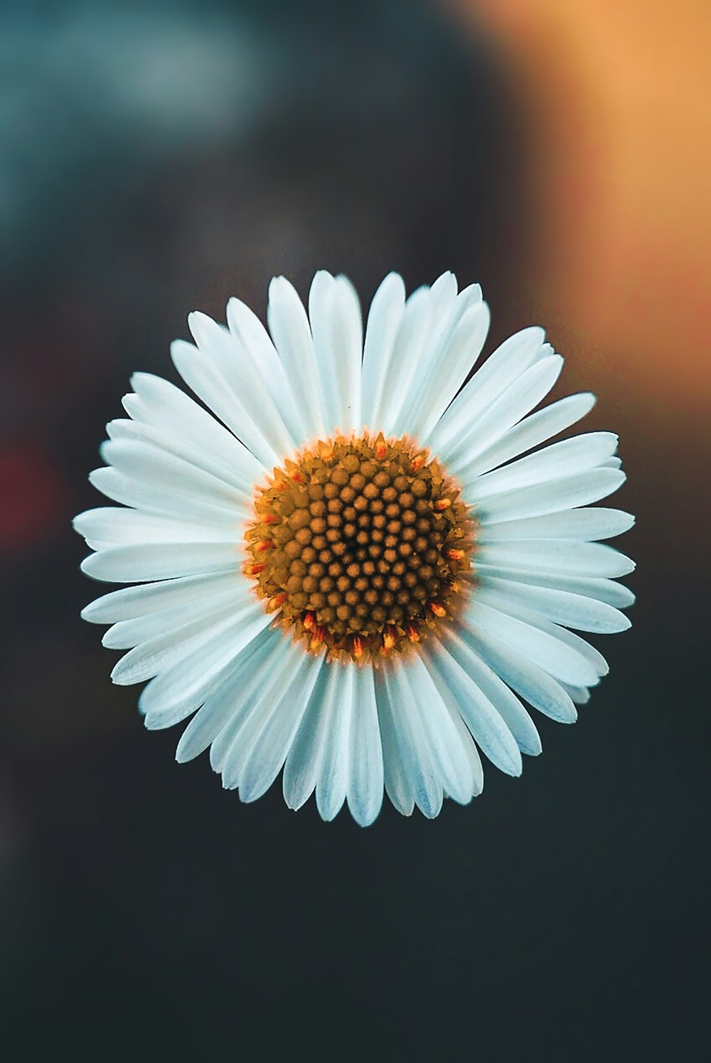 margarida branca em flor durante o dia