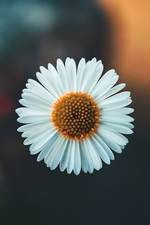 Margarida