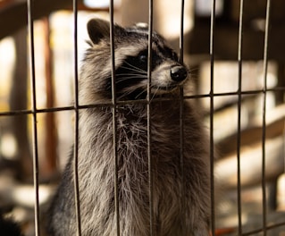 gray and black animal in cage