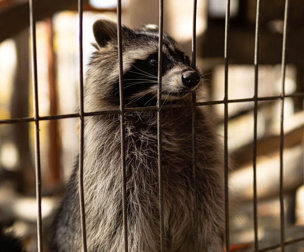 gray and black animal in cage
