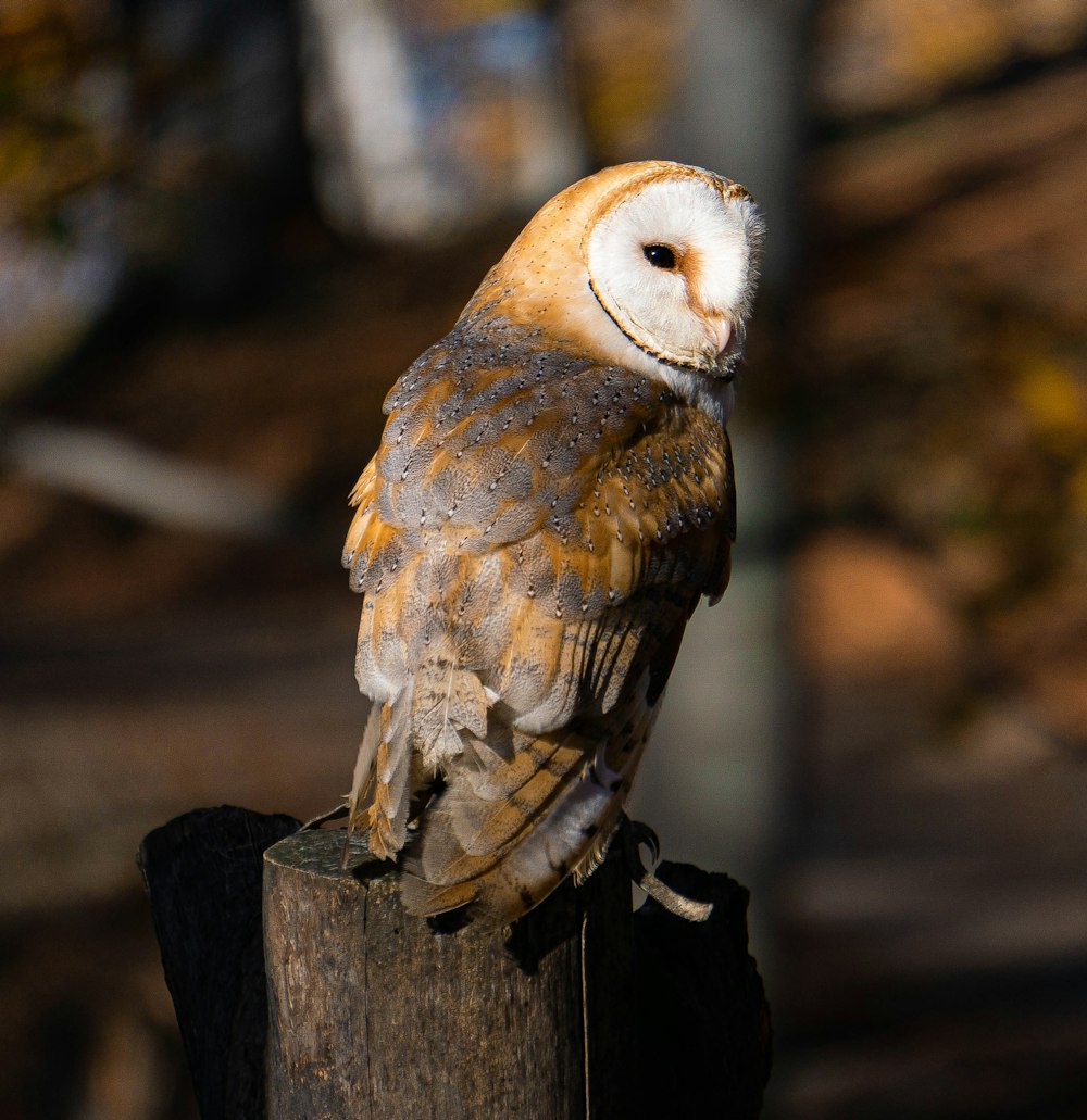 hibou brun et blanc sur poteau en bois brun