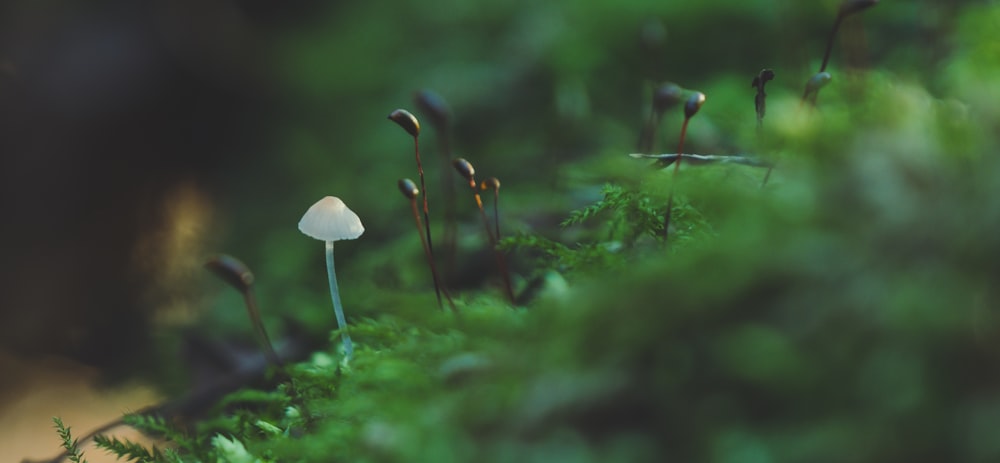 Weißer Pilz im grünen Grasfeld