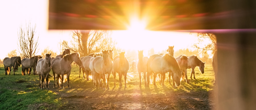 herd of horses on field during sunset