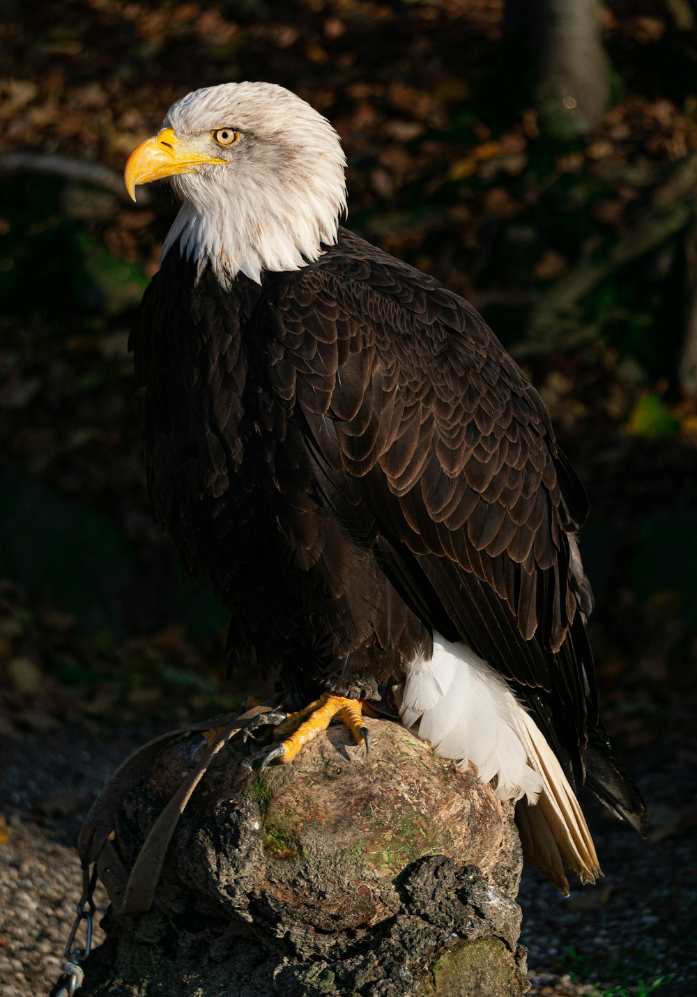 black and white eagle on brown tree branch