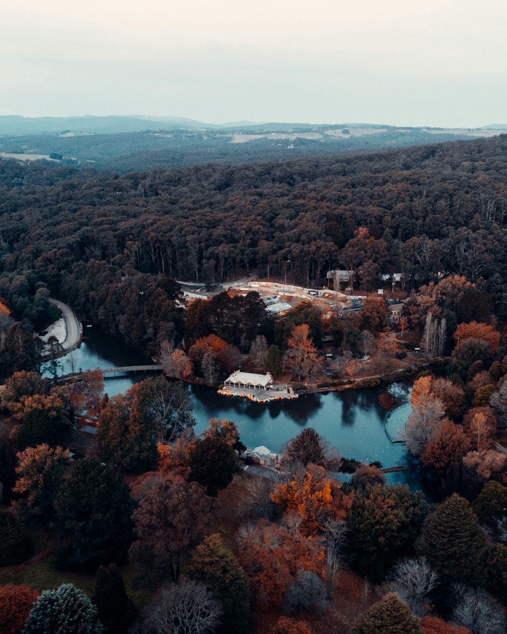 aerial view of green and brown trees and river during daytime