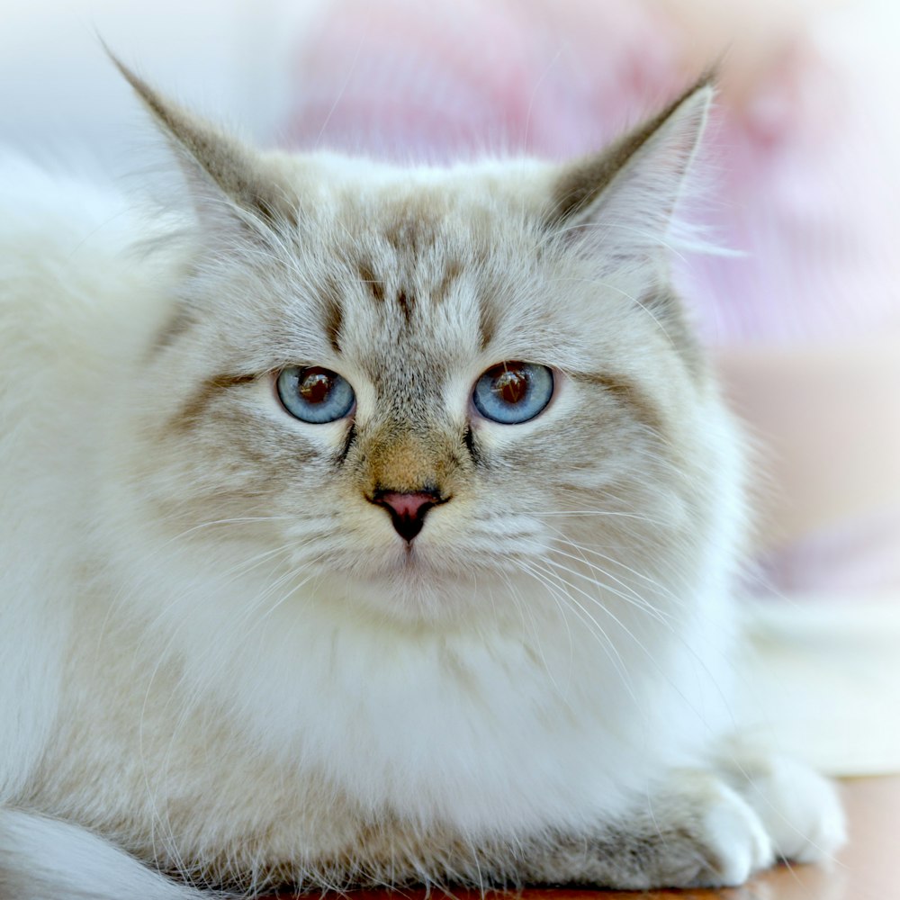 white and brown long fur cat