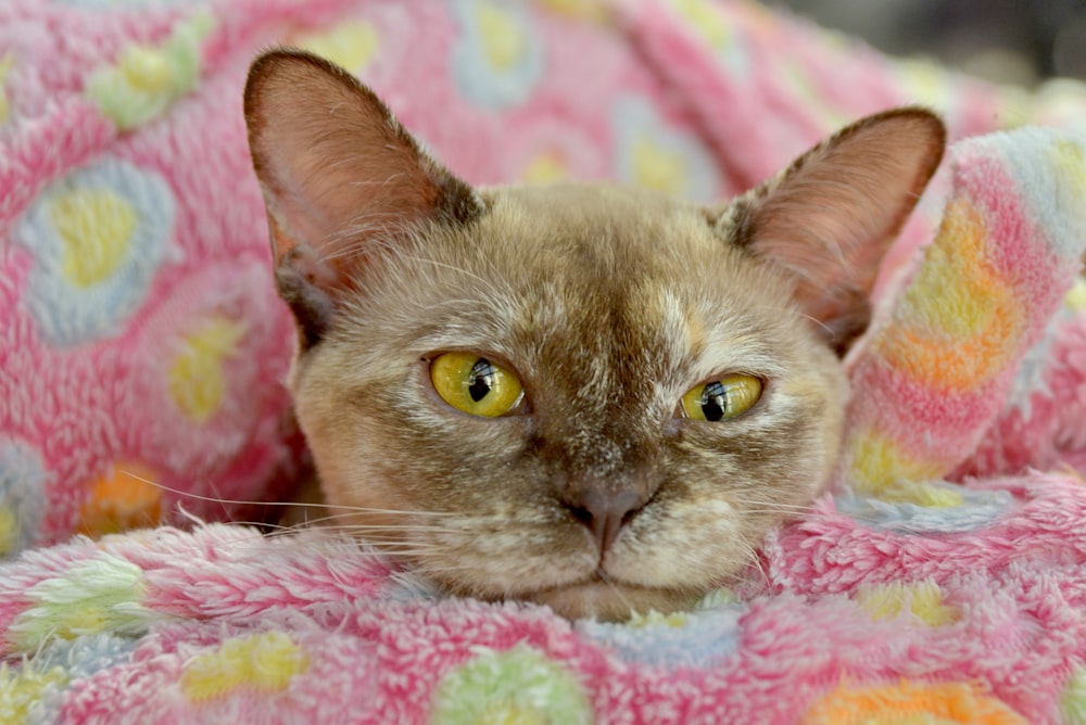 brown cat lying on pink and white textile