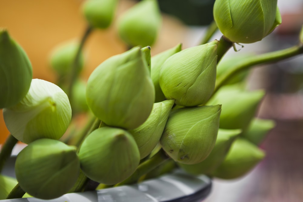 green flower buds in tilt shift lens