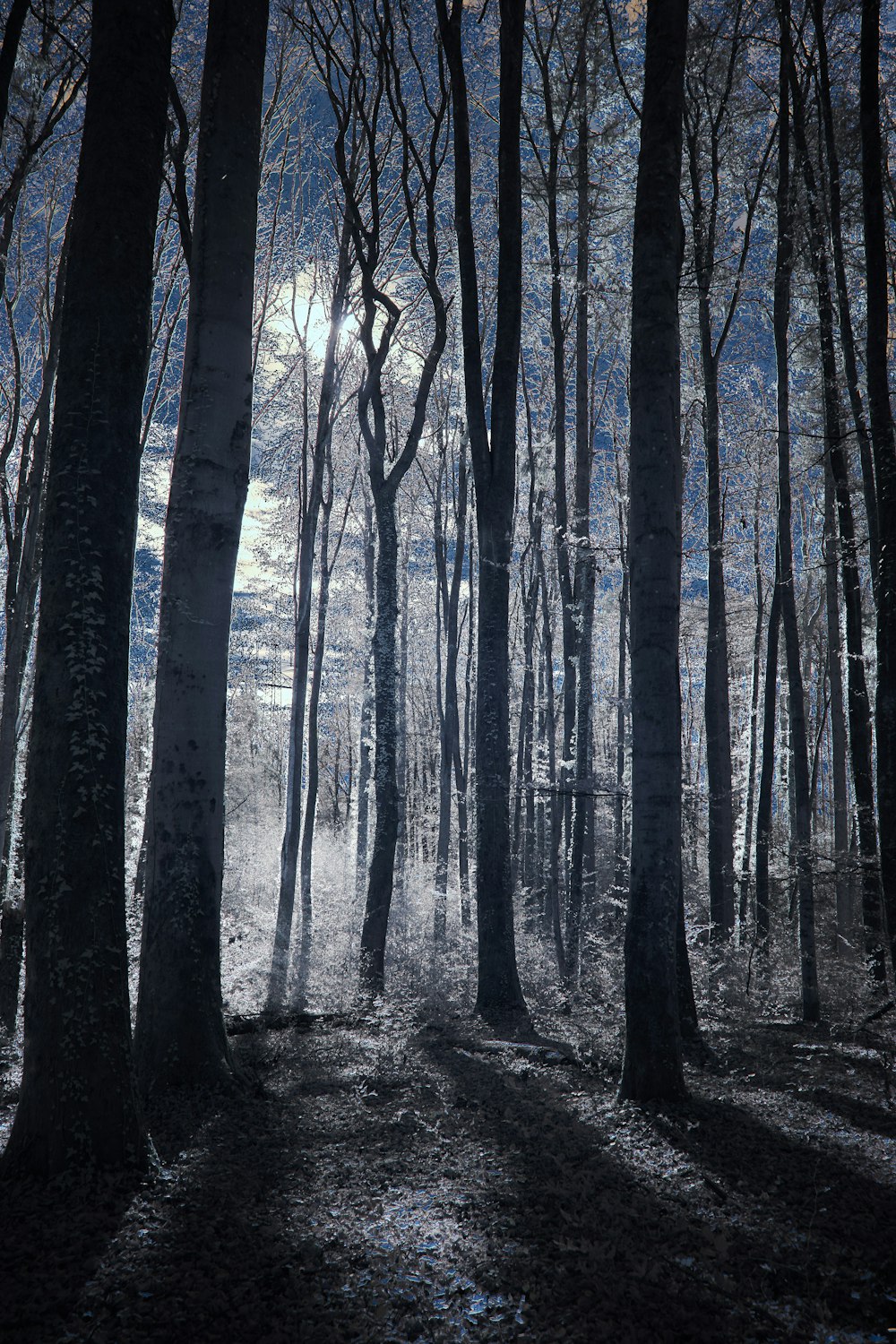 brown trees on forest during daytime