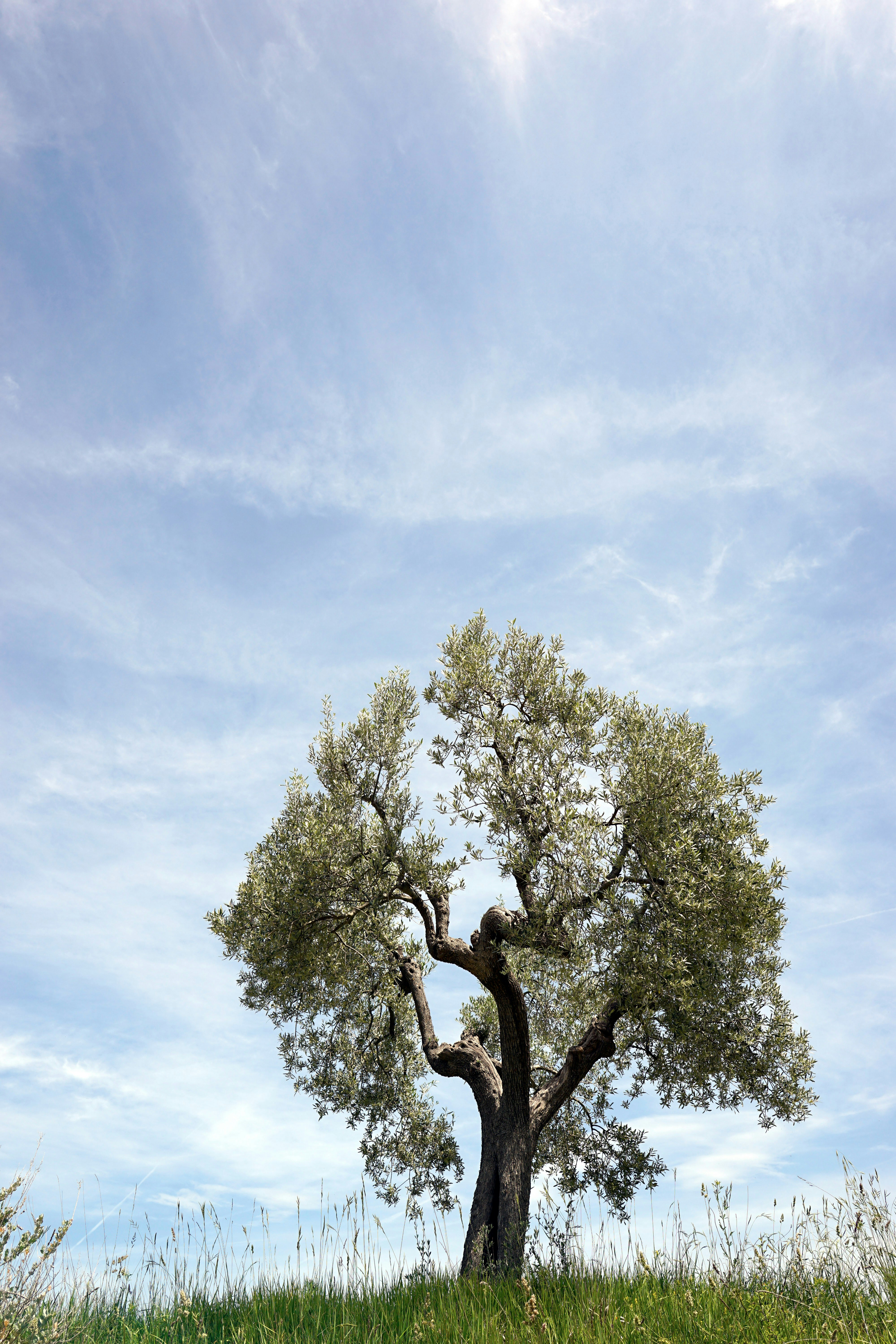 Photo by wolfgang_hasselmann