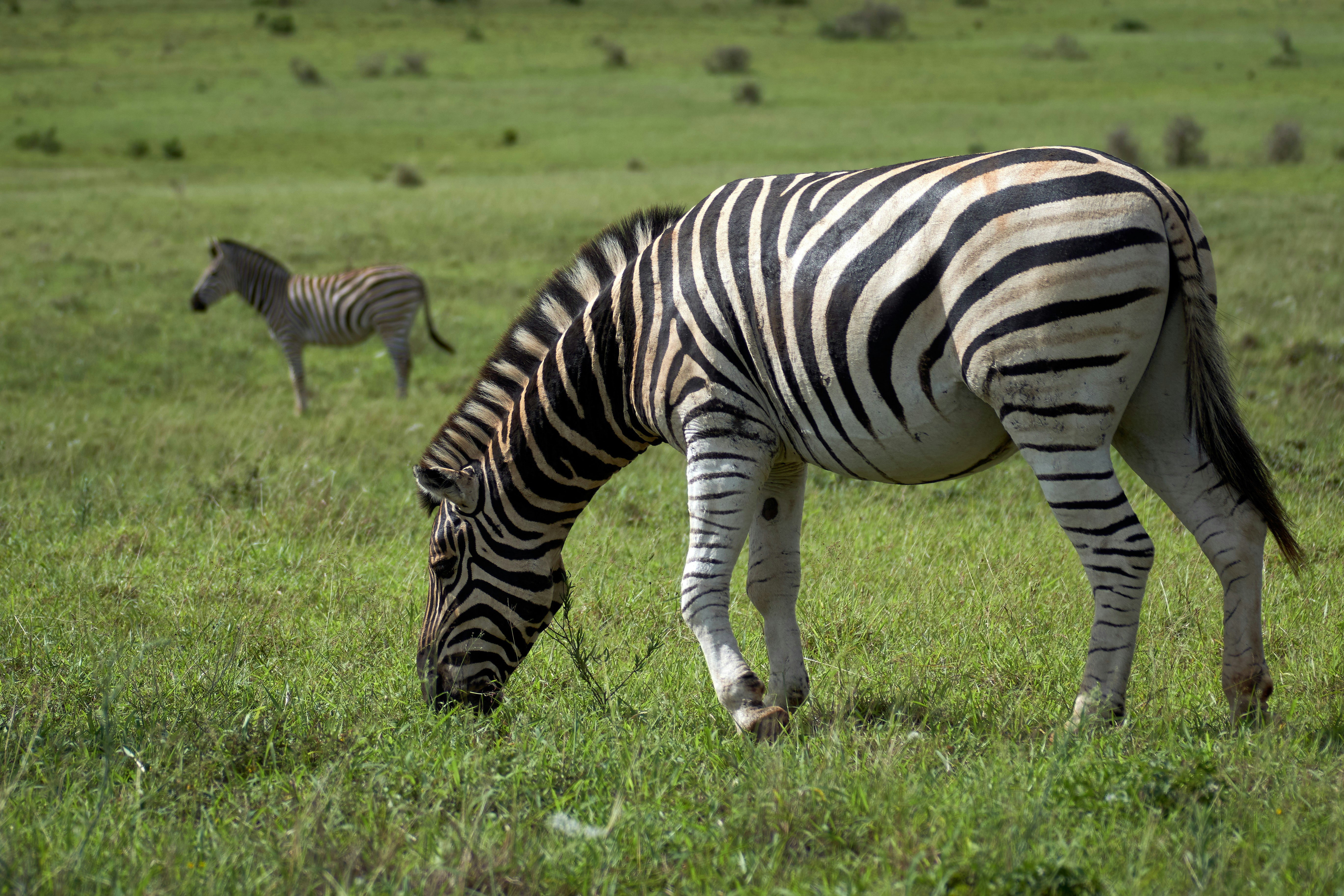 Photo by wolfgang_hasselmann