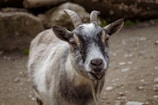 A close-up view of a goat with distinct curved horns and a small beard. The goat has a mix of white, gray, and brown fur and stands on a rocky, earth-toned surface.
