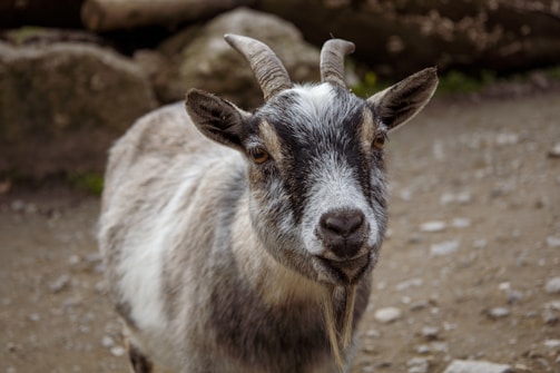 A close-up view of a goat with distinct curved horns and a small beard. The goat has a mix of white, gray, and brown fur and stands on a rocky, earth-toned surface.
