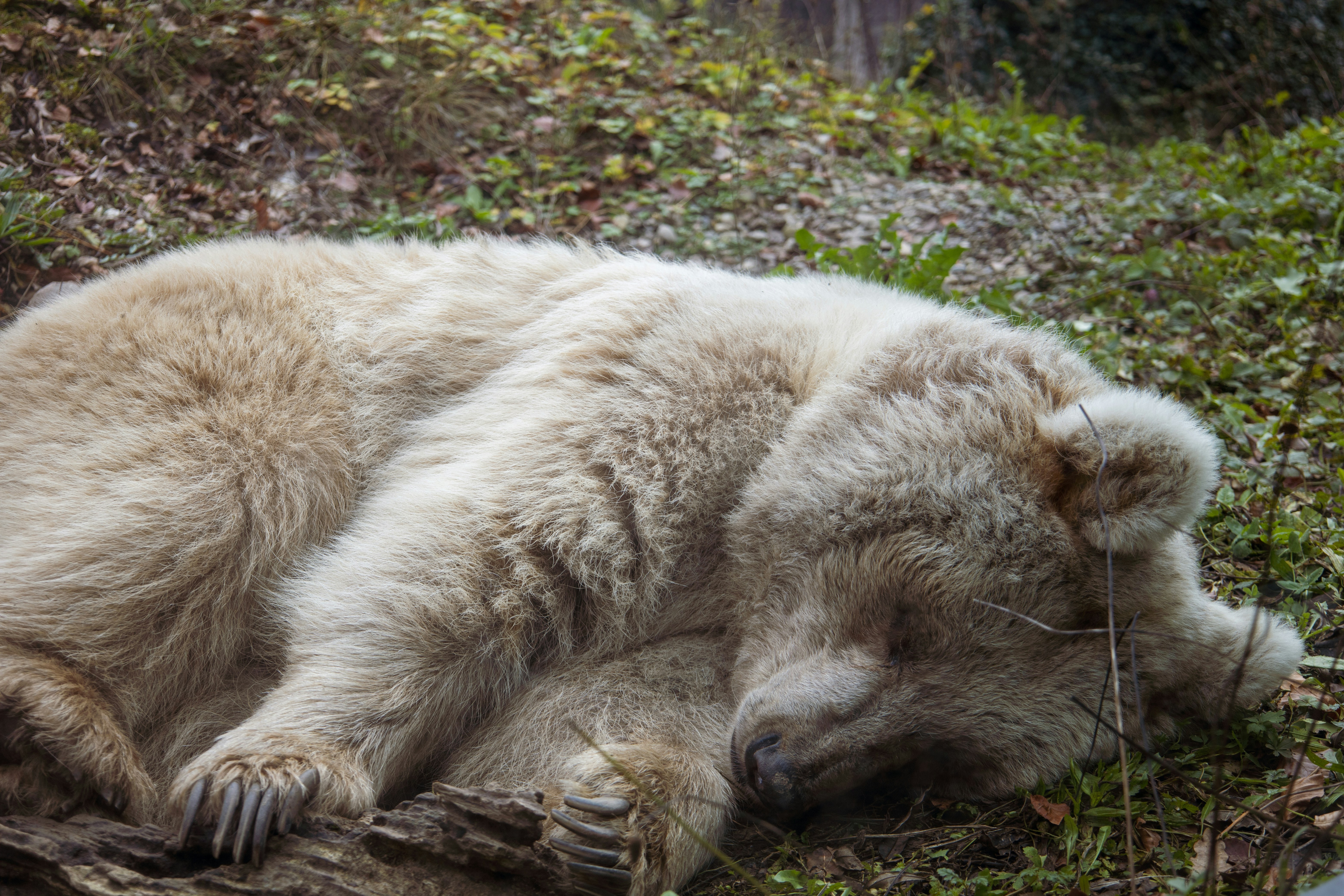 photo-1606043273468-bf8a3054767f