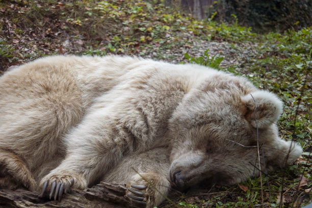 An Andean bear resting peacefully among lush cloud forest vegetation at dawn.