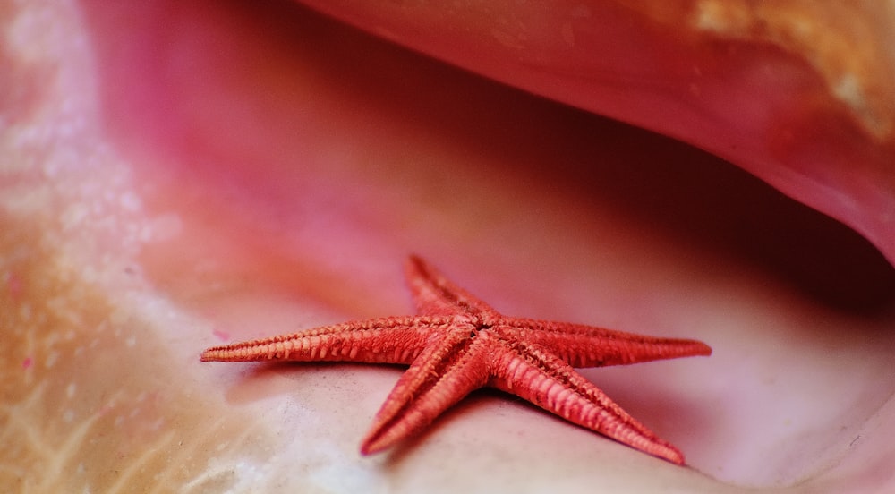 estrela-do-mar marrom na superfície branca