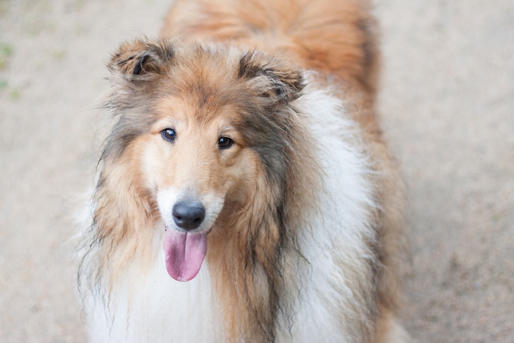 chien brun et blanc à poil long