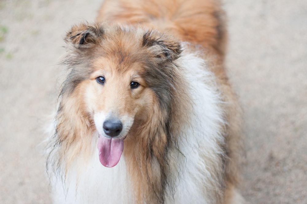 brown and white long coated dog