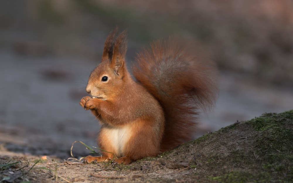 brown squirrel on brown tree branch