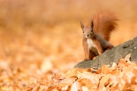 brown squirrel on brown rock during daytime