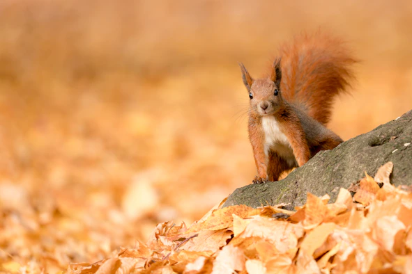 brown squirrel on brown rock during daytime