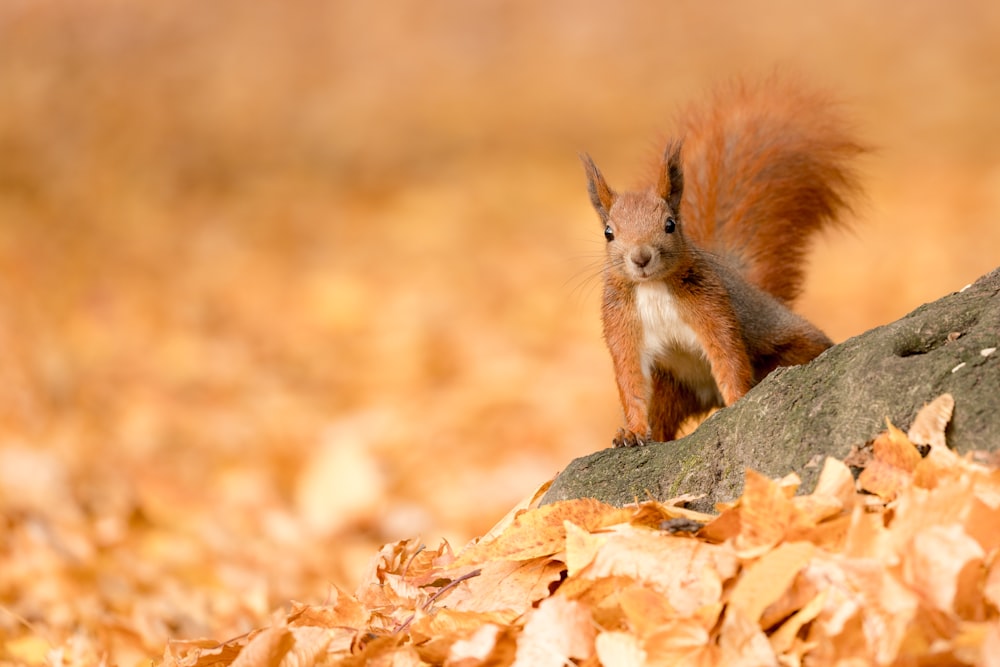 brown squirrel on brown rock during daytime