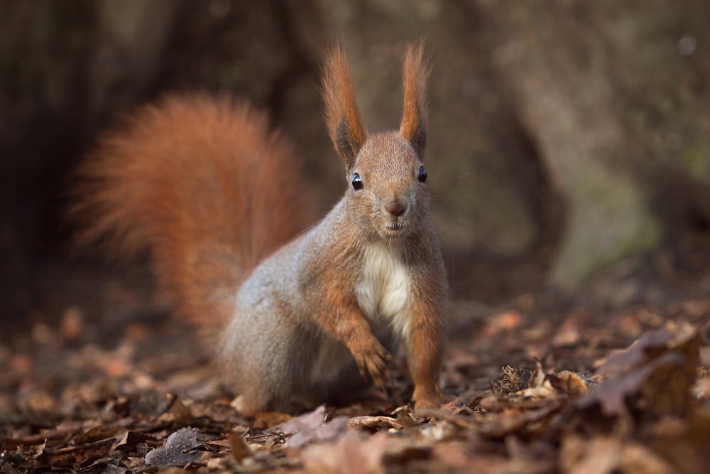 brown squirrel on brown ground