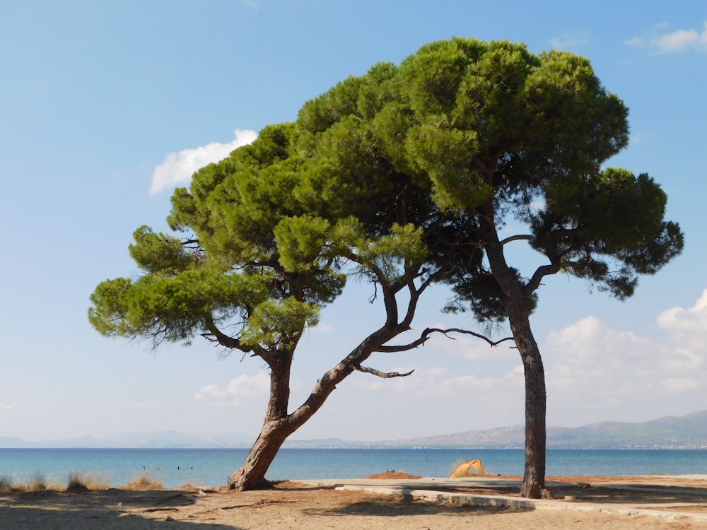 green tree near body of water during daytime